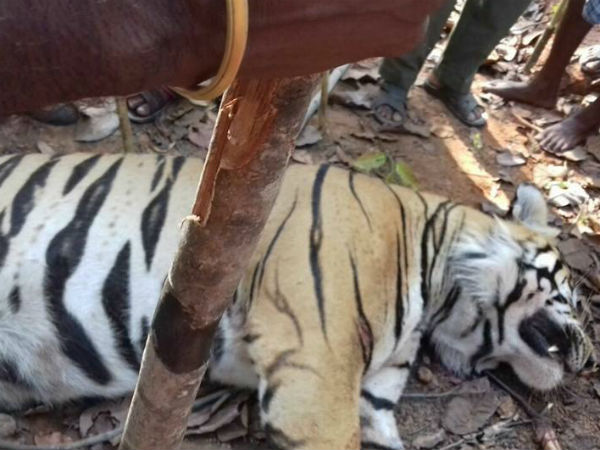শিকারির শিকার রয়্যাল বেঙ্গল টাইগার! ‘বাঘ-বন্দি খেলা’য় দায় কি এড়াতে পারে বনদফতর শিকারির শিকার রয়্যাল বেঙ্গল টাইগার! ‘বাঘ-বন্দি খেলা’য় দায় কি এড়াতে পারে বনদফতর