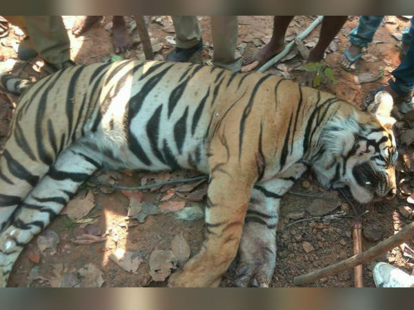লালগড়ের জঙ্গলে শেষপর্যন্ত খুন হল রয়্যাল বেঙ্গল টাইগার, বন্যপ্রাণ রক্ষায় ‘কালো দিন’ লালগড়ের জঙ্গলে শেষপর্যন্ত খুন হল রয়্যাল বেঙ্গল টাইগার, বন্যপ্রাণ রক্ষায় ‘কালো দিন’