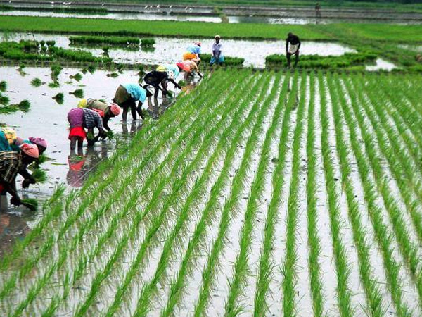 চার বছর ধরে চাল উৎপাদনে সারা দেশে শীর্ষে বাংলা, রিপোর্ট দিল মোদীর কেন্দ্র চার বছর ধরে চাল উৎপাদনে সারা দেশে শীর্ষে বাংলা, রিপোর্ট দিল মোদীর কেন্দ্র