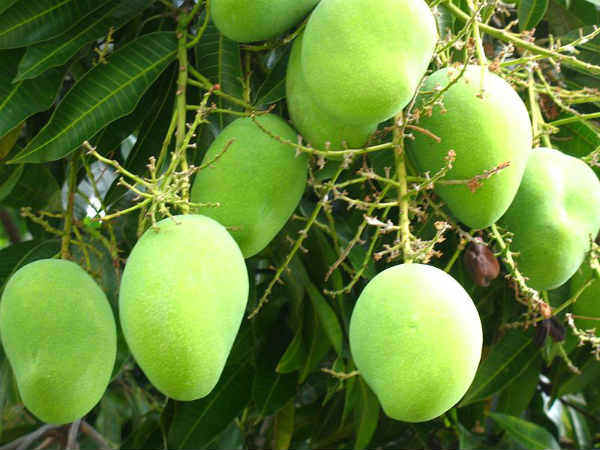 বাংলার আমের নতুনরূপে ইউরোপ পাড়ি, উদ্যোগ সরকারের বাংলার আমের নতুনরূপে ইউরোপ পাড়ি, উদ্যোগ সরকারের