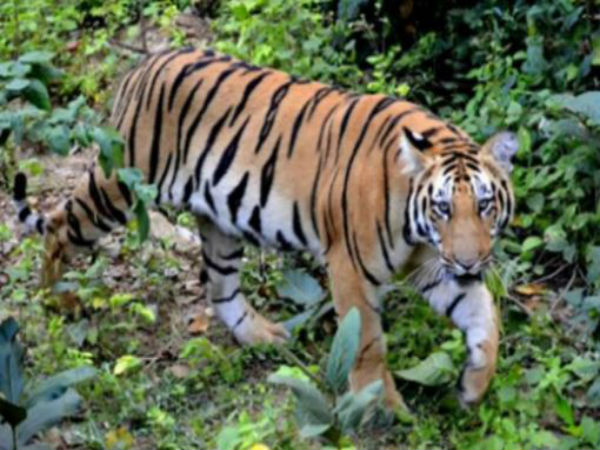 ভারতে লাঠি দিয়ে বাঘের সঙ্গে লড়াই করেছেন এক তরুণী ভারতে লাঠি দিয়ে বাঘের সঙ্গে লড়াই করেছেন এক তরুণী
