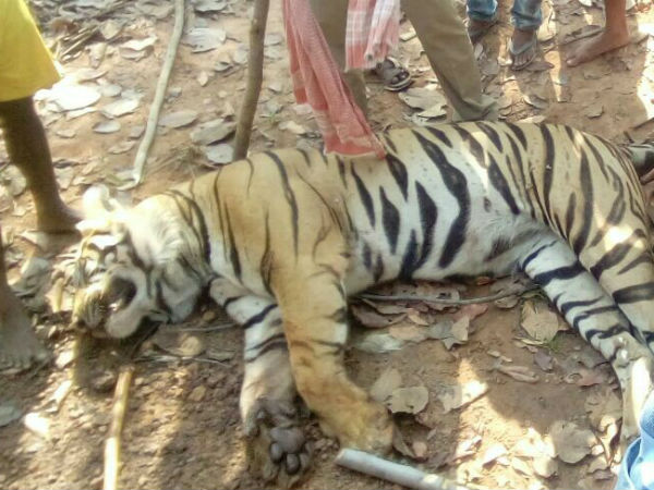 রয়্যাল বেঙ্গলের মাথার খুলি ফেটে চৌচির রয়্যাল বেঙ্গলের মাথার খুলি ফেটে চৌচির