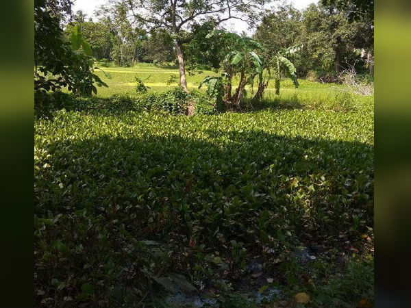 সব পুকুরেই নোটিস, কিন্তু ছাড় তৃণমূল কর্তার তিন শতাধিক বছরের পুরনো দিঘীকে, হরিনাভিতে বিতর্ক সব পুকুরেই নোটিস, কিন্তু ছাড় তৃণমূল কর্তার তিন শতাধিক বছরের পুরনো দিঘীকে, হরিনাভিতে বিতর্ক