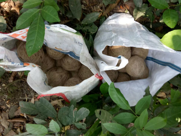 আরাবুলের বাগানে বোমার আড়ত! বোমা সংরক্ষণের ‘কায়দা’ দেখে চক্ষু চড়কগাছ আরাবুলের বাগানে বোমার আড়ত! বোমা সংরক্ষণের ‘কায়দা’ দেখে চক্ষু চড়কগাছ
