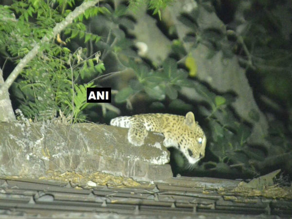 শিলিগুড়ি শহরে চিতাবাঘের হানা, জেনে নিন বিস্তারিত শিলিগুড়ি শহরে চিতাবাঘের হানা, জেনে নিন বিস্তারিত