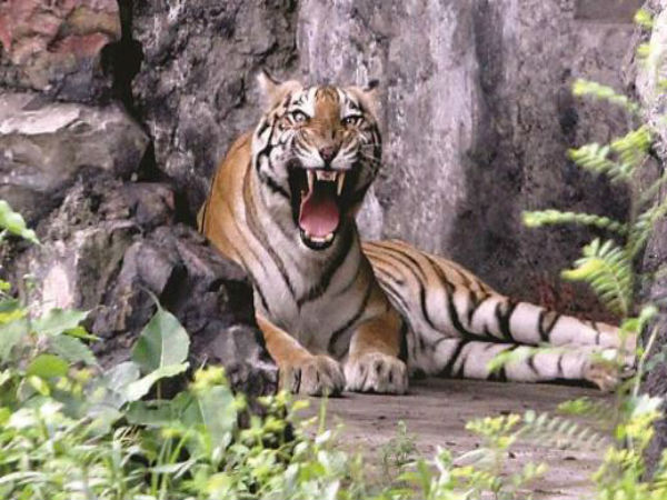 উচ্ছিষ্ট মাংস নিয়ে তদন্ত! চিড়িয়াখানায় গিয়ে ফের জিজ্ঞাসাবাদ, যা বললেন এক কর্মী উচ্ছিষ্ট মাংস নিয়ে তদন্ত! চিড়িয়াখানায় গিয়ে ফের জিজ্ঞাসাবাদ, যা বললেন এক কর্মী