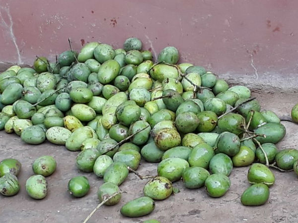 নদিয়ায় কালবৈশাখীর তাণ্ডব, শিলাবৃষ্টির জেরে ফসলহানিতে মাথায় হাত চাষিদের নদিয়ায় কালবৈশাখীর তাণ্ডব, শিলাবৃষ্টির জেরে ফসলহানিতে মাথায় হাত চাষিদের
