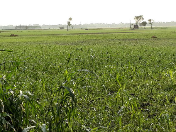নদিয়ায় কালবৈশাখীর তাণ্ডব, শিলাবৃষ্টির জেরে ফসলহানিতে মাথায় হাত চাষিদের নদিয়ায় কালবৈশাখীর তাণ্ডব, শিলাবৃষ্টির জেরে ফসলহানিতে মাথায় হাত চাষিদের