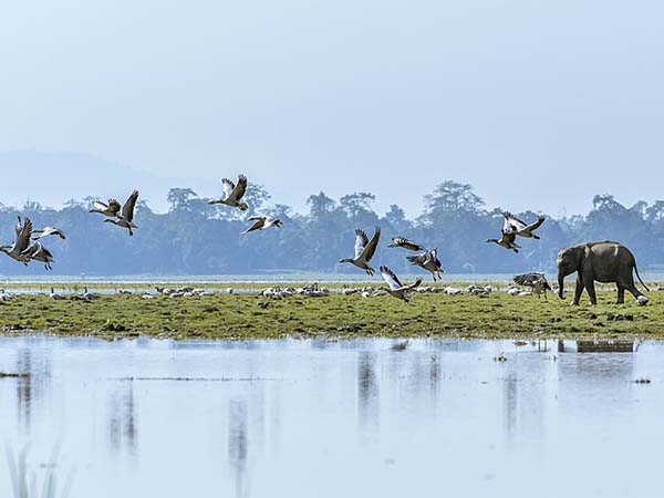 নামেরি ন্যাশনাল পার্ক, আসাম
