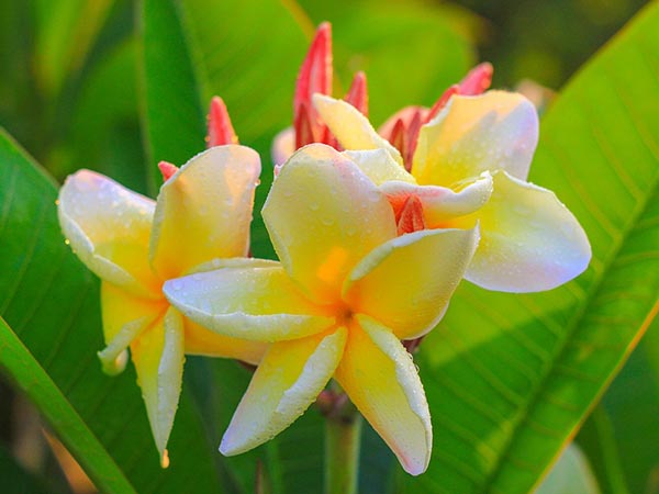 চম্পা-চামেলি ফুল
