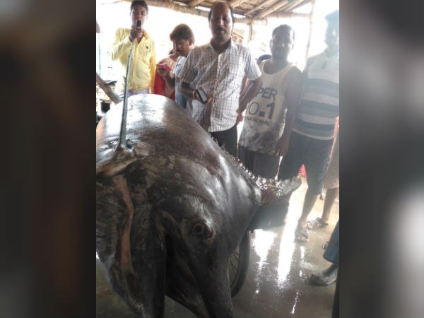 দিঘায় মিলল ১৮৫ কেজির মাছ! যা দেখতে হুড়োহুড়ি দিঘায় মিলল ১৮৫ কেজির মাছ! যা দেখতে হুড়োহুড়ি