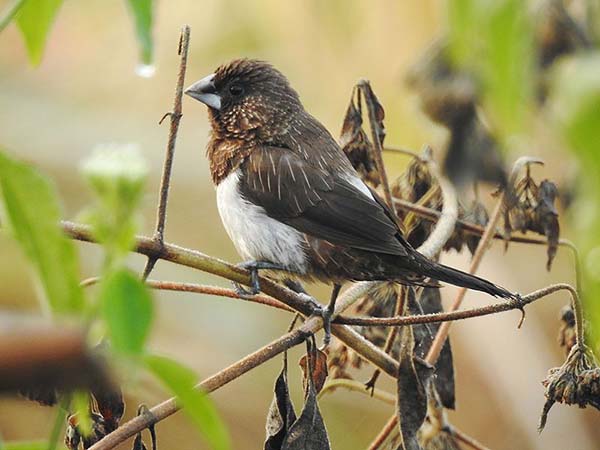 হাফলং, আসাম