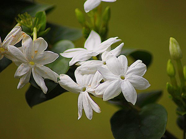 জুঁই ফুলগাছ