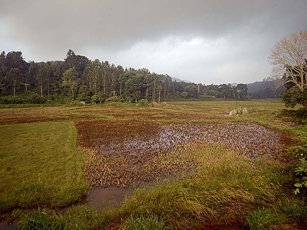 বেঙ্গালুরু থেকে কোহল্লি