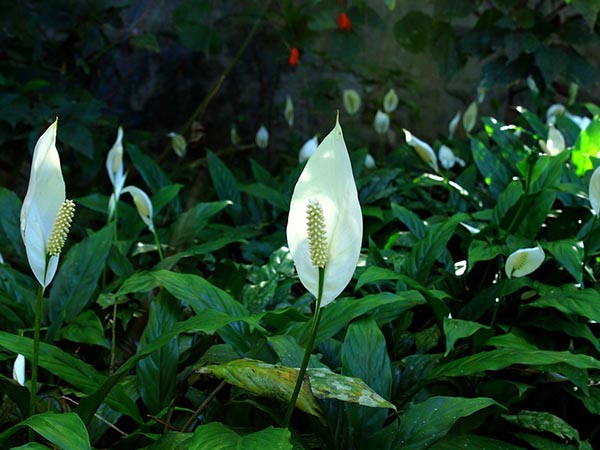 পিস লিলি