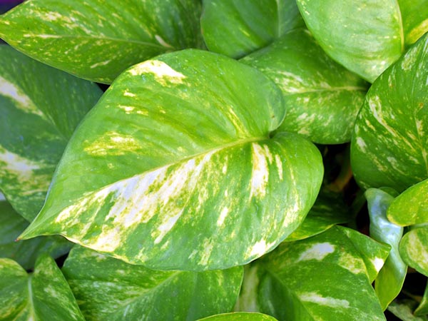 অগ্নিকোণে মানি প্ল্যান্ট