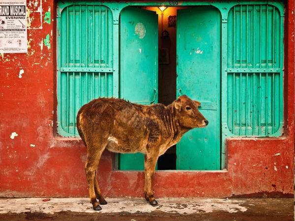 ছাগলের পর এবার ধর্ষিতা হল গরু! ছাগলের পর এবার ধর্ষিতা হল গরু!
