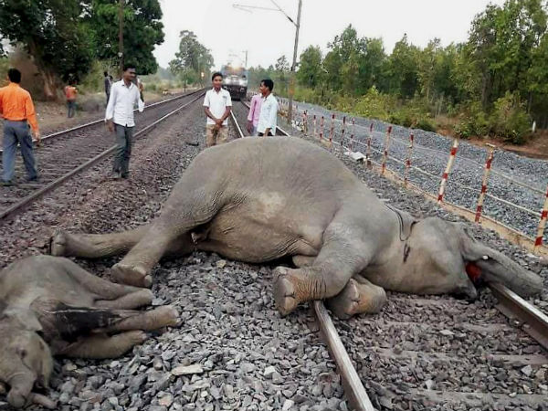 জ্ঞানেশ্বরী এক্সপ্রেসের ধাক্কায় মৃত্যু তিনটি হাতির জ্ঞানেশ্বরী এক্সপ্রেসের ধাক্কায় মৃত্যু তিনটি হাতির