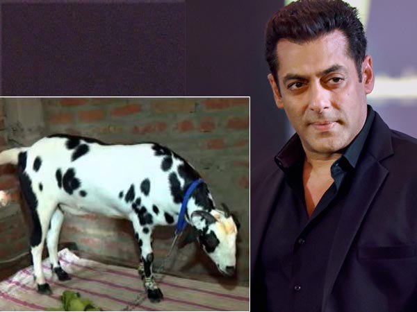 ছাগলের নাম সলমন খান! এই পশুকে ঘিরে কী ঘটছে জানেন ছাগলের নাম সলমন খান! এই পশুকে ঘিরে কী ঘটছে জানেন