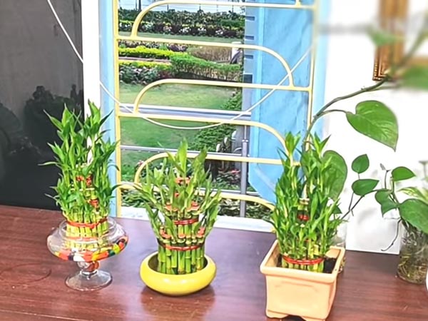 একটি গোছায় কটি গাছ?