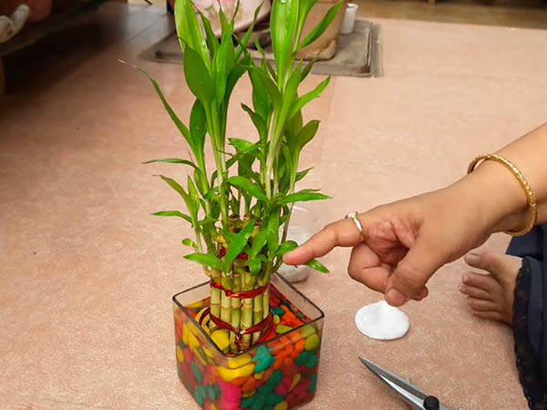 কীভাবে রাখবেন?