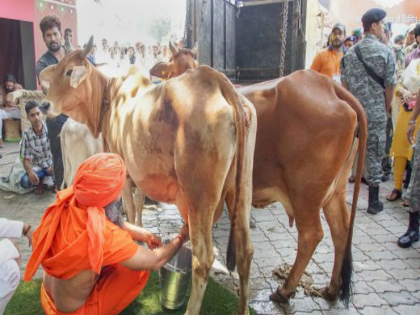গরু জাতীয় মাতা! প্রস্তাব পাশ মোদীর দল শাসিত রাজ্যে গরু জাতীয় মাতা! প্রস্তাব পাশ মোদীর দল শাসিত রাজ্যে