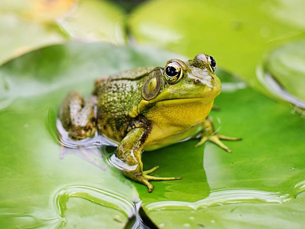 ব্যাঙের স্বপ্ন