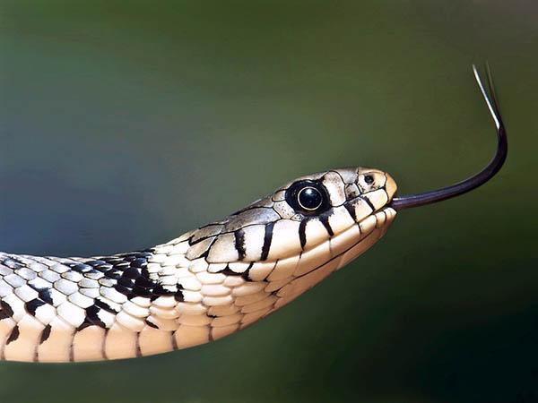 সাপের স্বপ্ন