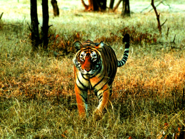 রাত বাড়লেই বাঘের আনাগোনা! ঘুম ছুটেছে আতঙ্কে রাত বাড়লেই বাঘের আনাগোনা! ঘুম ছুটেছে আতঙ্কে