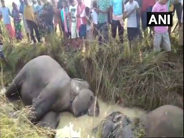 বিদ্যুৎস্পৃষ্ট হয়ে ৭ টি হাতির মৃত্যু! মর্মান্তিক ঘটনায় দায়ী যে সংগঠন বিদ্যুৎস্পৃষ্ট হয়ে ৭ টি হাতির মৃত্যু! মর্মান্তিক ঘটনায় দায়ী যে সংগঠন
