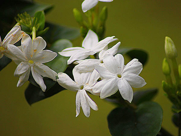 জুঁই