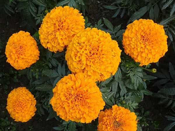 গাঁদা ফুল