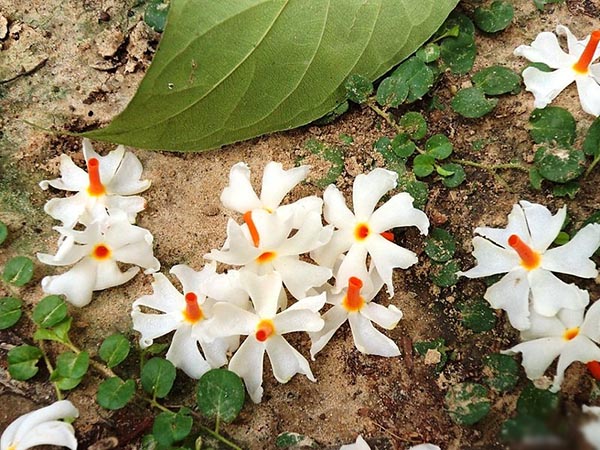 শিউলি
