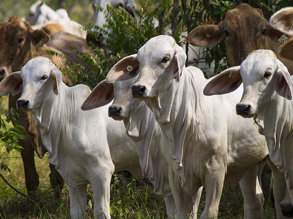 সাদা গরু