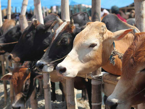 গরু নিয়ে গণভোট সুইজারল্যান্ডে, ভোটের কারণ জানলে অবাক হবেন গরু নিয়ে গণভোট সুইজারল্যান্ডে, ভোটের কারণ জানলে অবাক হবেন