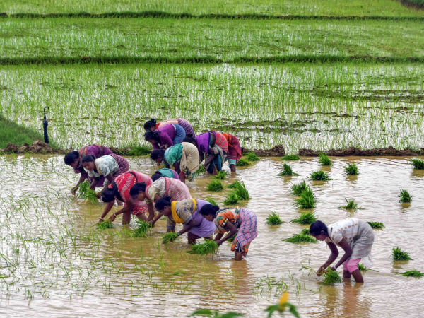 কৃষকের ফসলের দাম