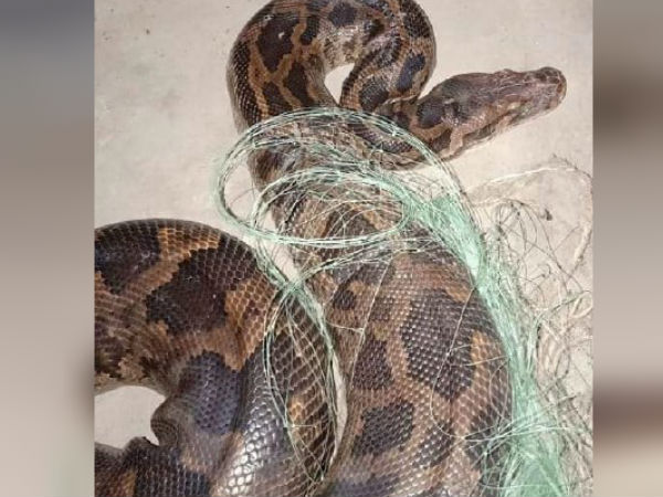 রাতে শুতে যাবেন- কী যেন নড়ে উঠল কোণে! পেল্লাই জন্তুকে দেখে আত্মারাম খাঁচা রাতে শুতে যাবেন- কী যেন নড়ে উঠল কোণে! পেল্লাই জন্তুকে দেখে আত্মারাম খাঁচা