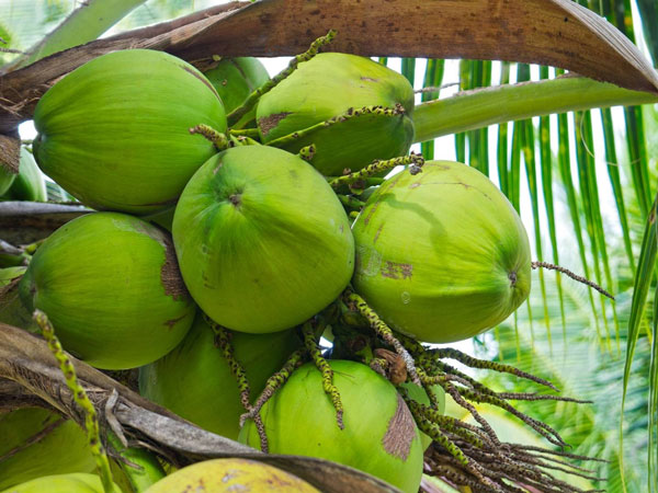 বাড়বে নারকেলের উৎপাদন