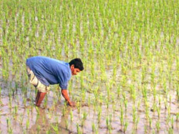 কৃষি বিমা নিয়ে আলোচনা