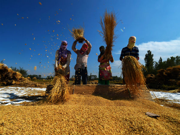 কৃষিজীবী মানুষ বেশি