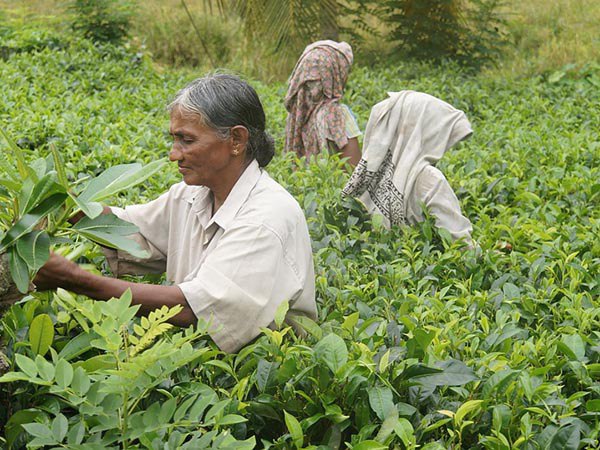 ত্রিপুরায় চা চাষের ইতিহাস ১০০ বছরের