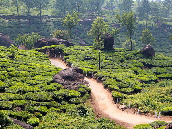 সীমান্তে চা চাষের উদ্যোগ
