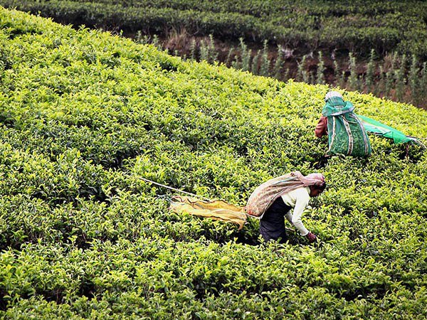 ত্রিপুরার চা-কে আলাদা গুরুত্ব