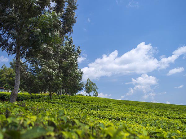 ত্রিপুরা পঞ্চমস্থানে