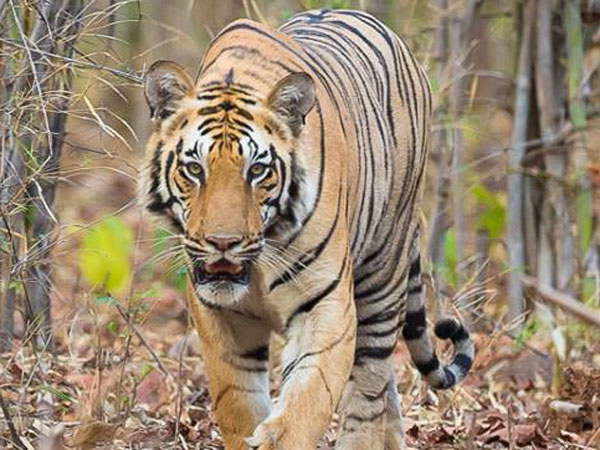 বাঘে-মানুষে লড়াই! শেষ রক্ষা হল না, রয়্যাল বেঙ্গল টাইগারের হানায় মৃত্যু মৎস্যজীবীর বাঘে-মানুষে লড়াই! শেষ রক্ষা হল না, রয়্যাল বেঙ্গল টাইগারের হানায় মৃত্যু মৎস্যজীবীর