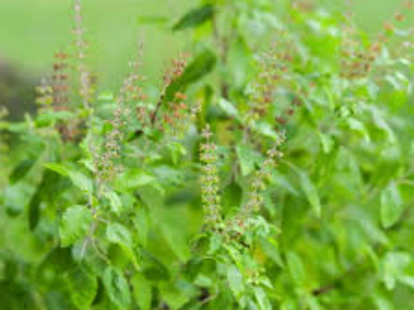 তুলসী রাখবেন কোথায়?