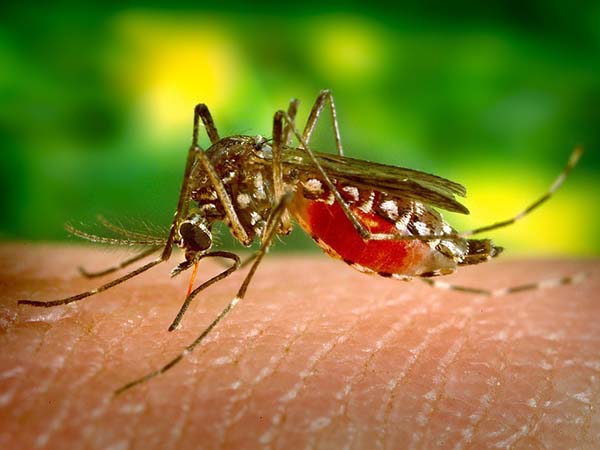 মশার অভিযোজনে সমস্যা