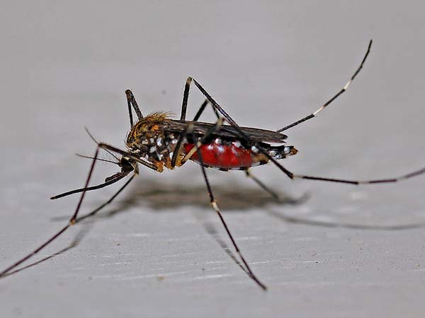 যৌন আবেদনে সক্ষম মশা