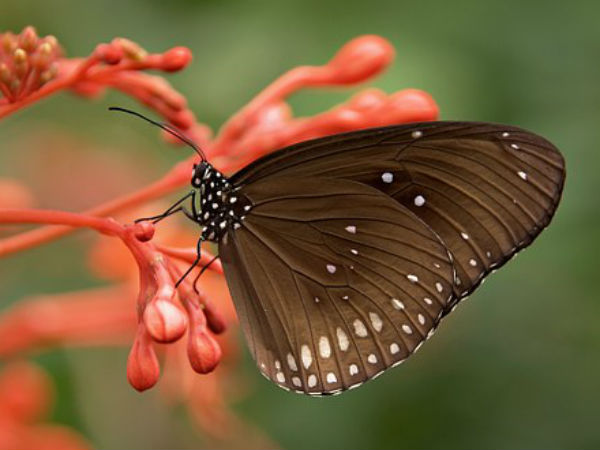 প্রজাপতি