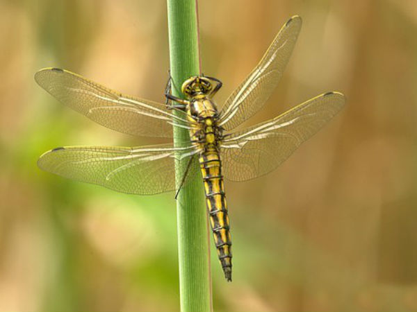 ফড়িং